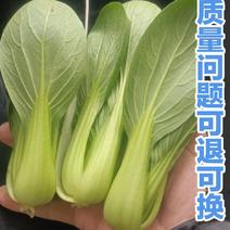 【山东油菜】曹县上海青油菜小青菜直发全国，产地直供