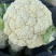 花菜产地直发一手货源白面青梗耐储存易运输对接全国