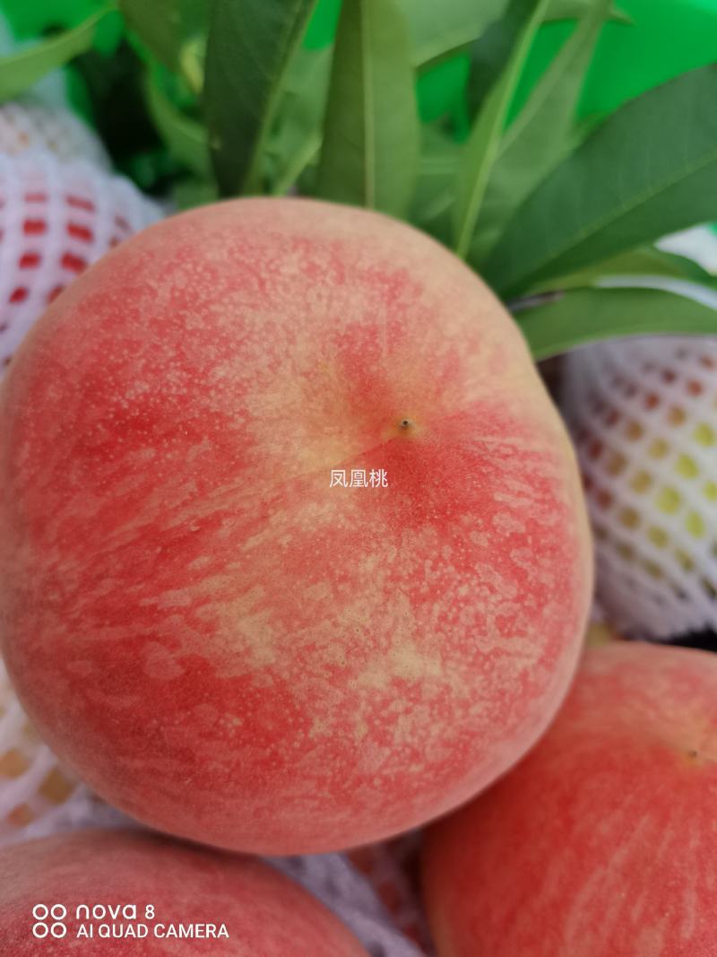 成都龙泉水蜜桃之乡胭脂桃品质好欢迎采购