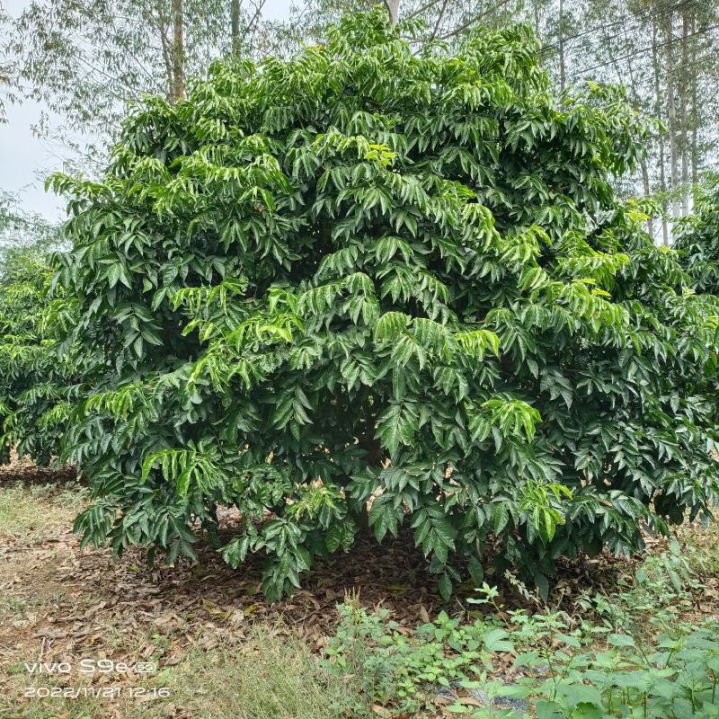 精品黄皮果树