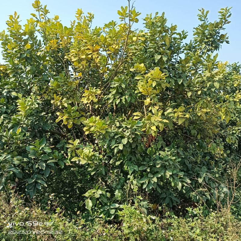 三红蜜柚高3.5米以上