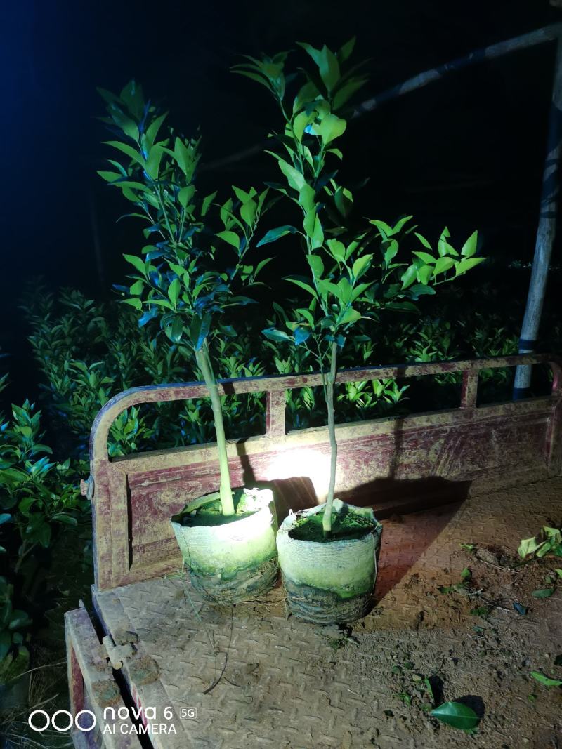 香橙沃柑苗杯苗品种纯正成活率高产地一手货源