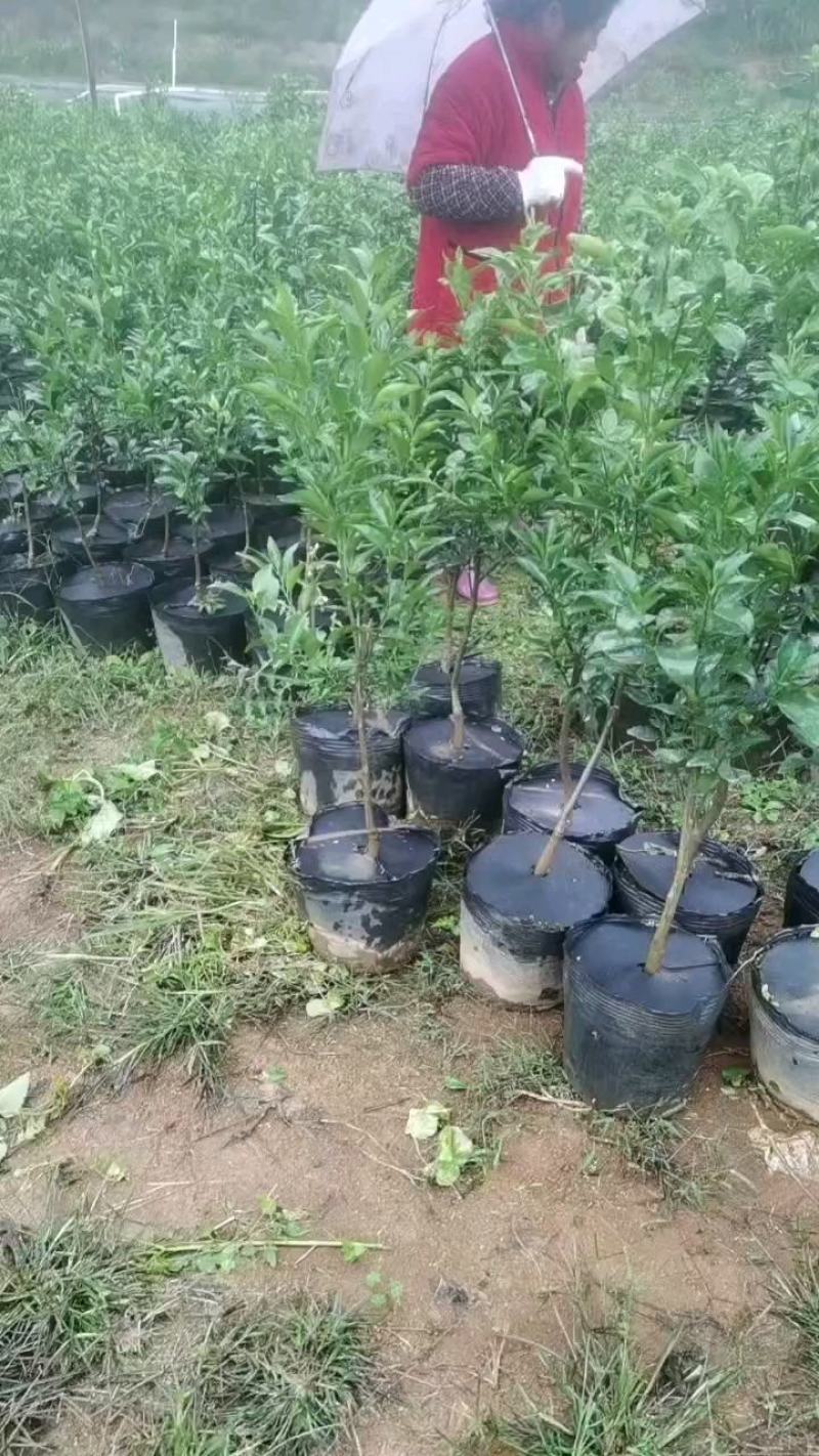 香橙沃柑苗杯苗品种纯正成活率高产地一手货源