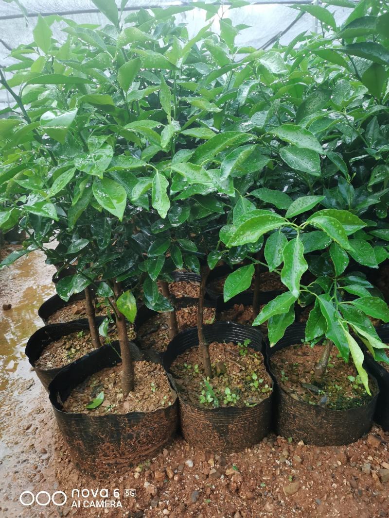 香橙沃柑苗杯苗品种纯正成活率高产地一手货源