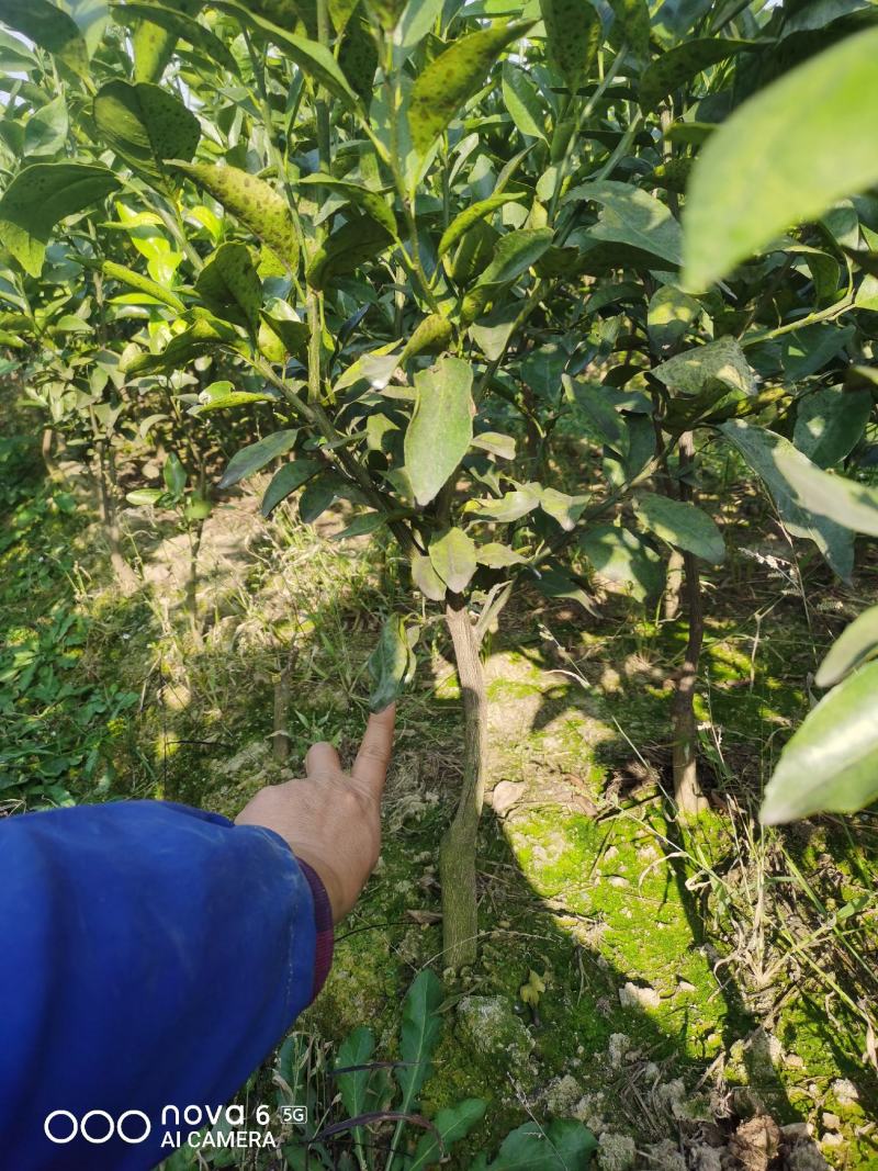 香橙沃柑苗杯苗品种纯正成活率高产地一手货源
