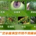 大蒜油杀菌剂杀虫剂助剂增效剂除青苔熏棚