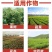 柠铜络氨铜柑橘溃疡病芒果角斑病番茄青枯病专用有机铜农药