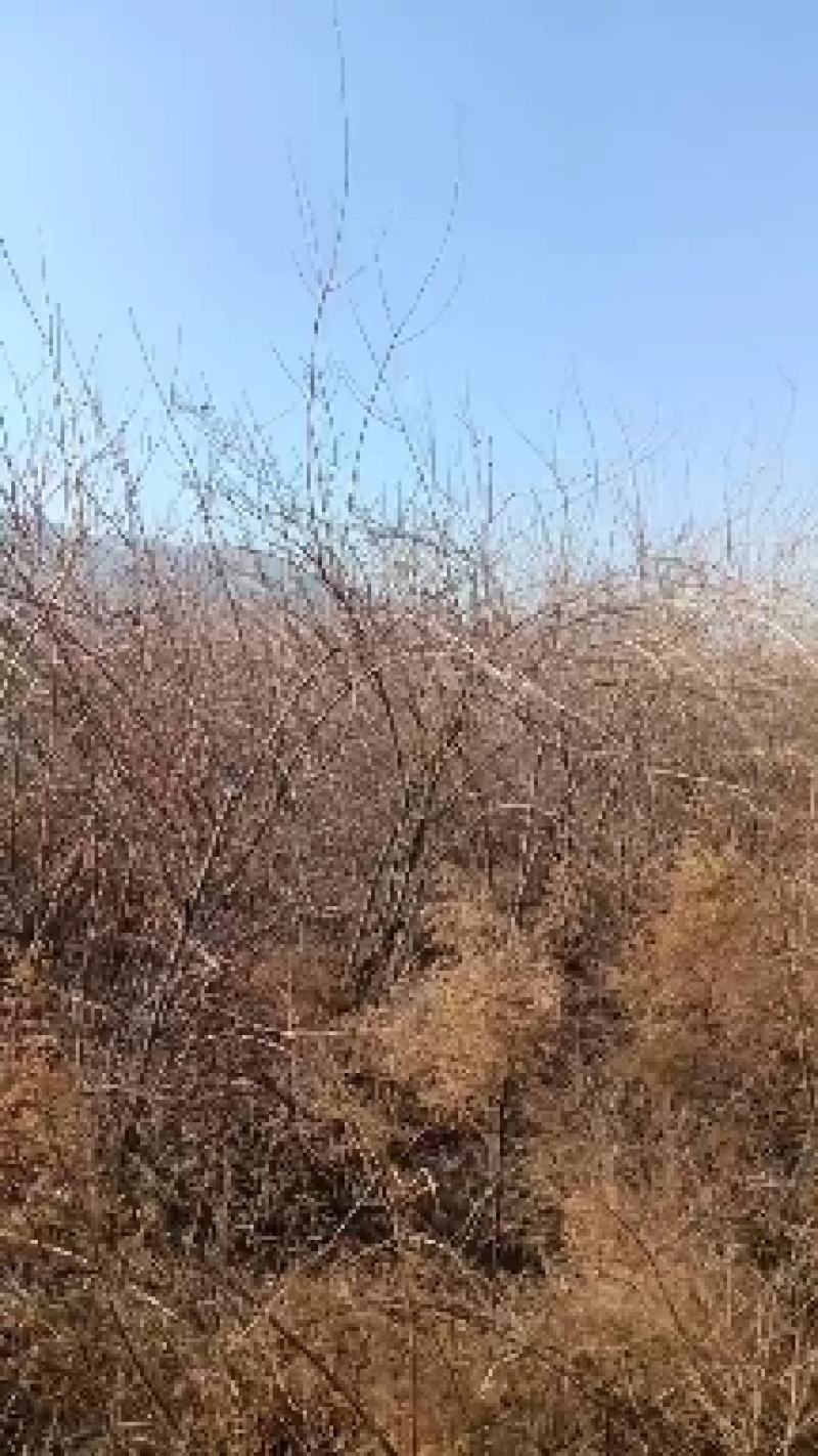 六年长连翘树苗