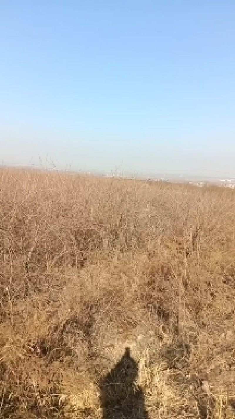 六年长连翘树苗