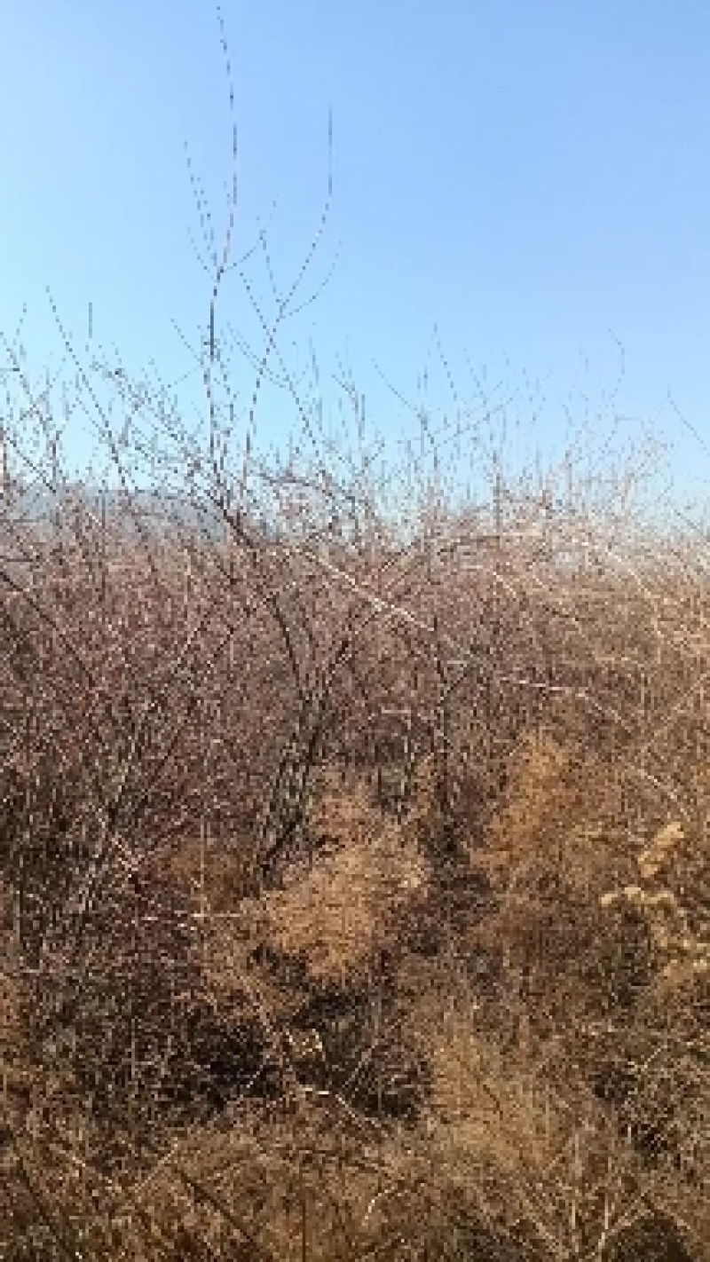 六年长连翘树苗