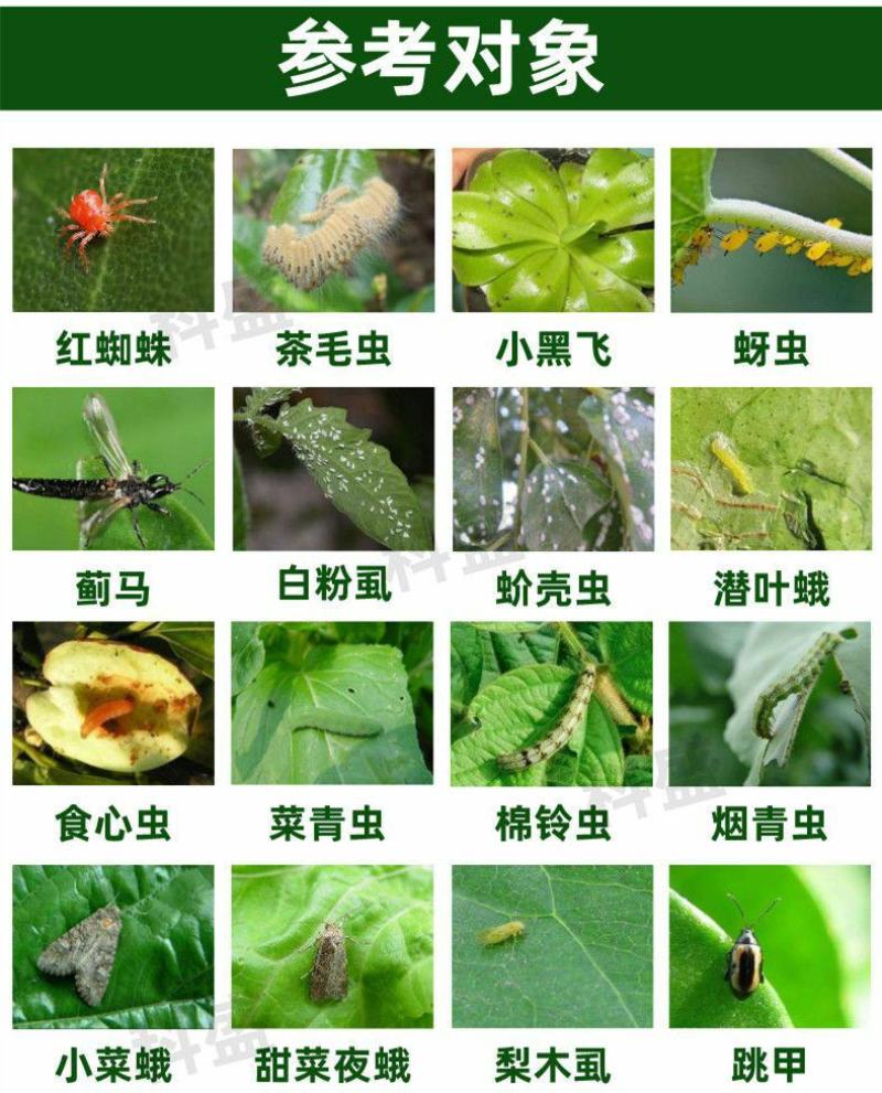 苦参碱蚜虫绿色有机专用农药杀虫剂