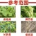 氨基寡糖素百香果苹果番茄辣椒小叶花叶病毒病专用农药杀菌剂