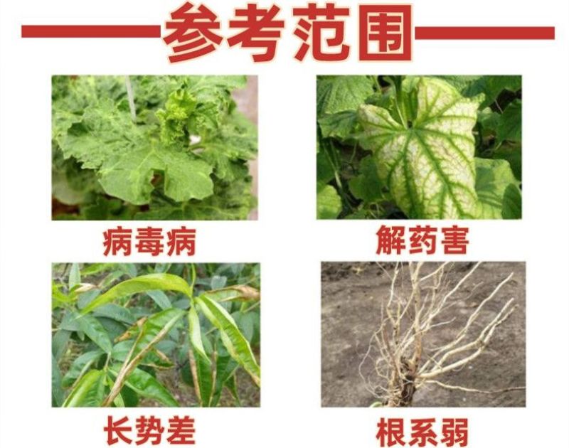 氨基寡糖素百香果苹果番茄辣椒小叶花叶病毒病专用农药杀菌剂