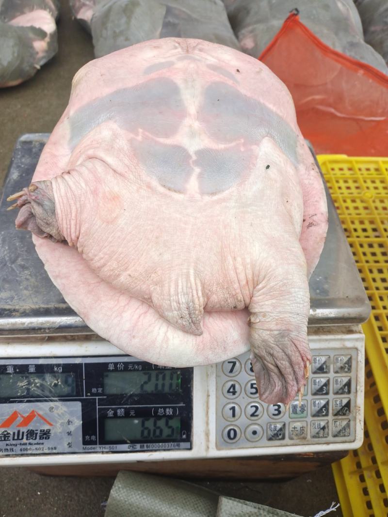 长年供应七年以上退役老甲鱼