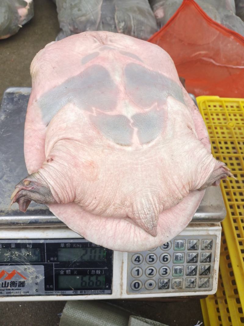 长年供应七年以上退役老甲鱼
