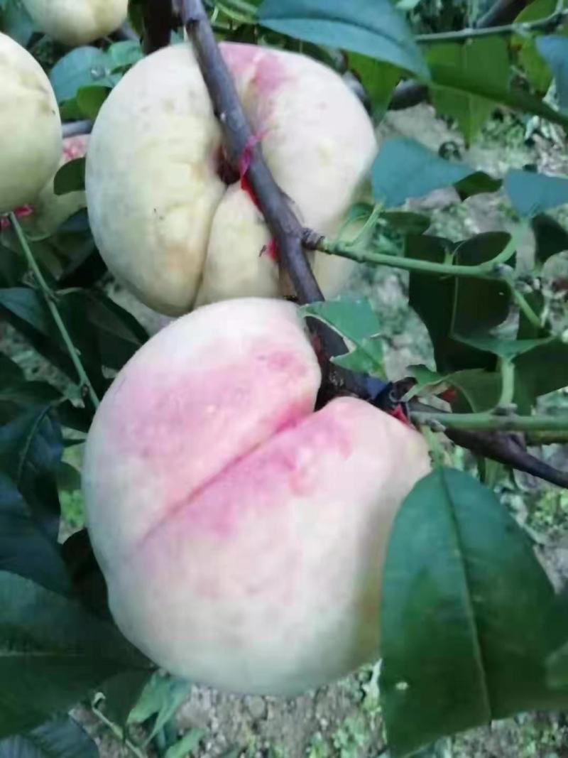 冬桃树苗