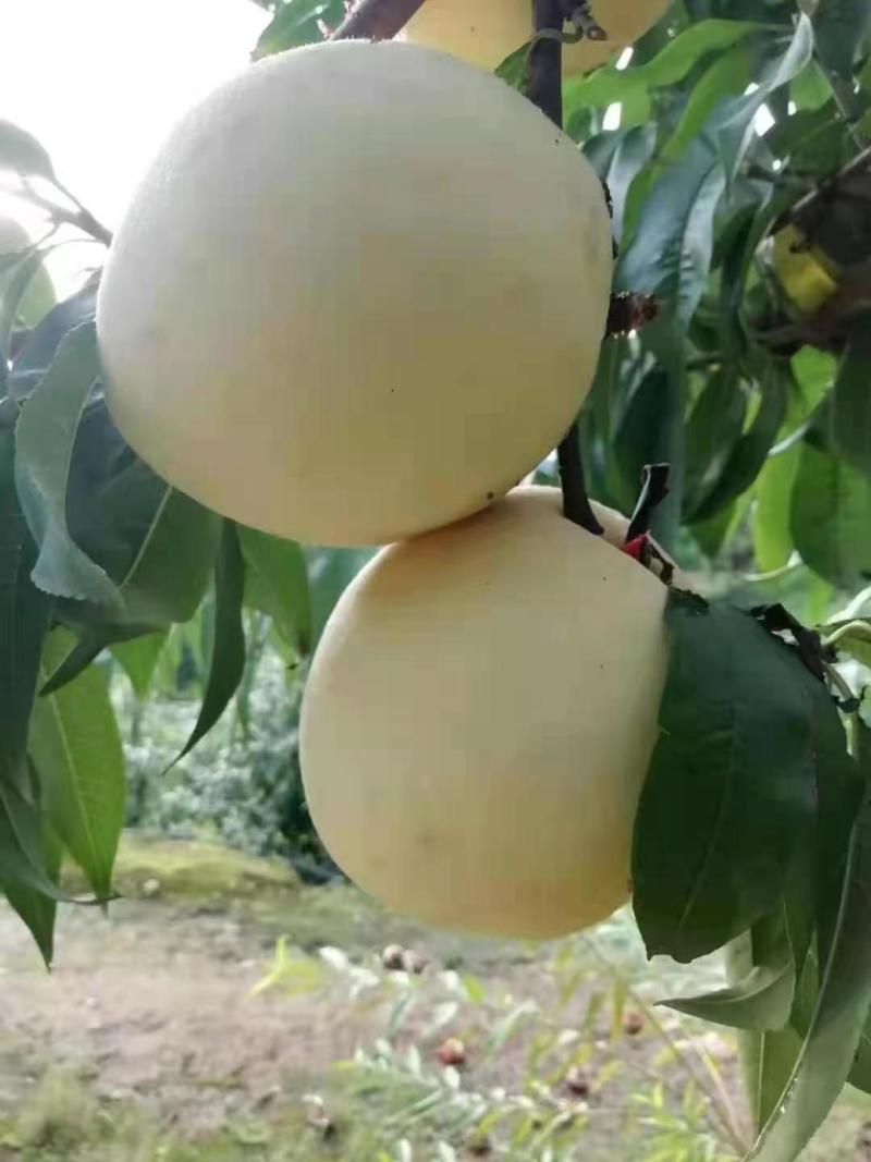 冬桃树苗