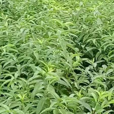 冬桃树苗