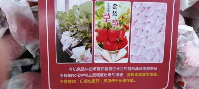 山东章姬甜宝套袋免洗奶油草莓
