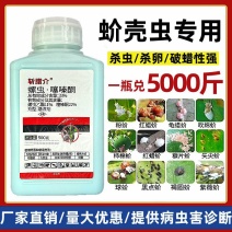 螺虫噻嗪酮螺虫乙酯果园果树柑橘树蚧壳虫专用农药杀虫剂