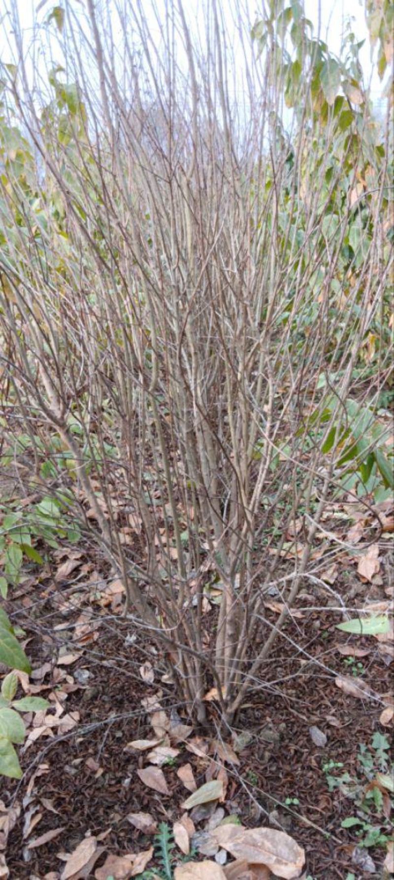 花石榴树