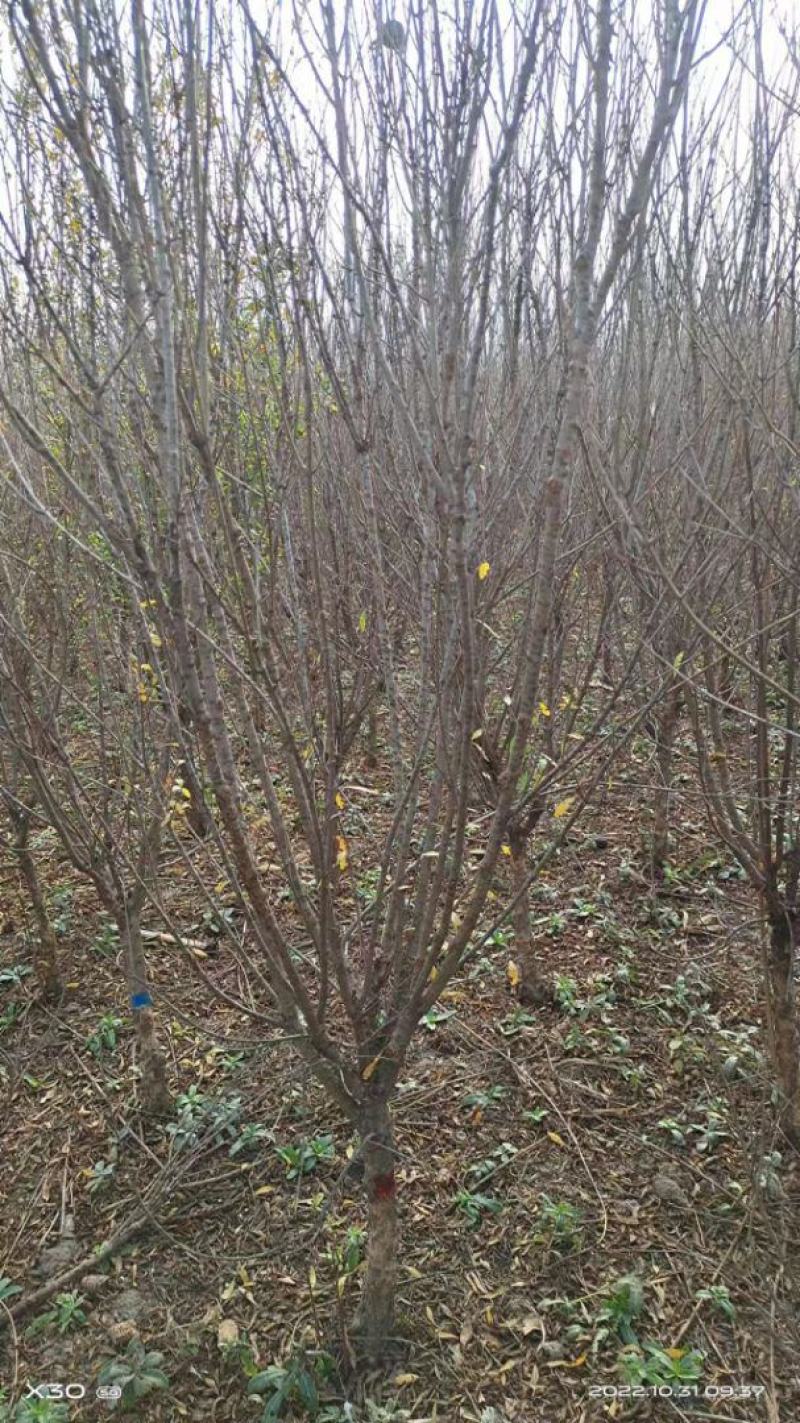花石榴树