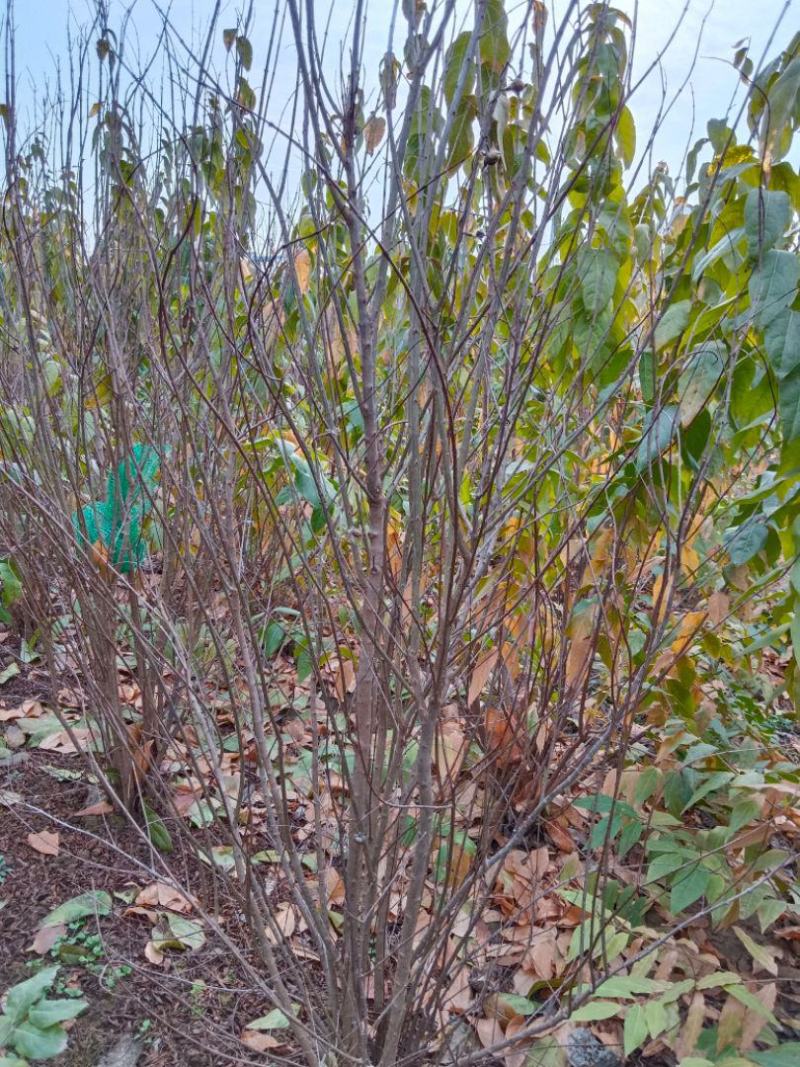 花石榴树