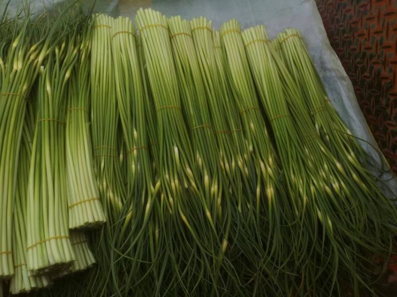 白冒蒜苔即将上市