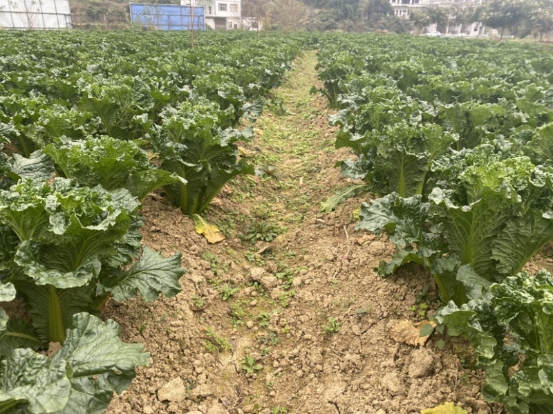 贵州安顺青口白秋绿60基地一手货源供应