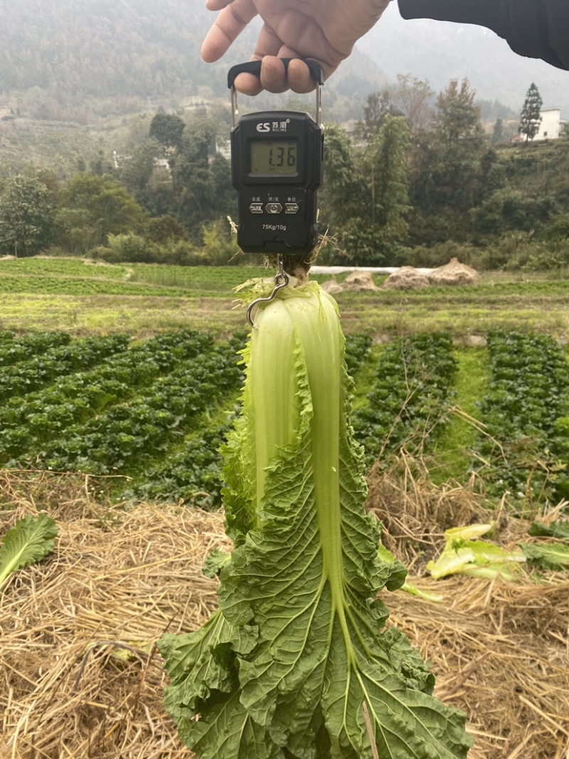 贵州安顺青口白秋绿60基地一手货源供应