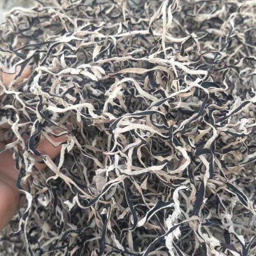 木耳丝白背黑木耳丝拉面木耳丝味千拉面阿香拉面丝