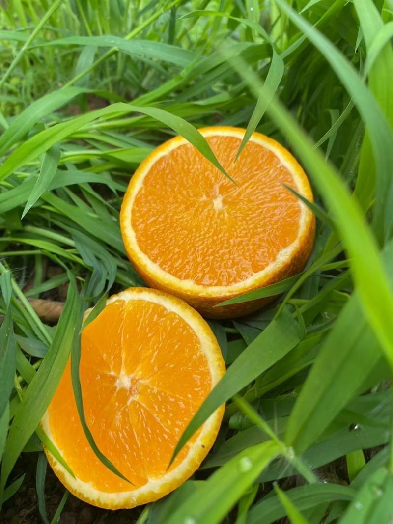 【实力】伦晚脐橙产地直发一手货源对接商超批发市场