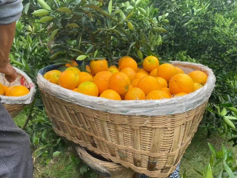 【实力】伦晚脐橙产地直发一手货源对接商超批发市场