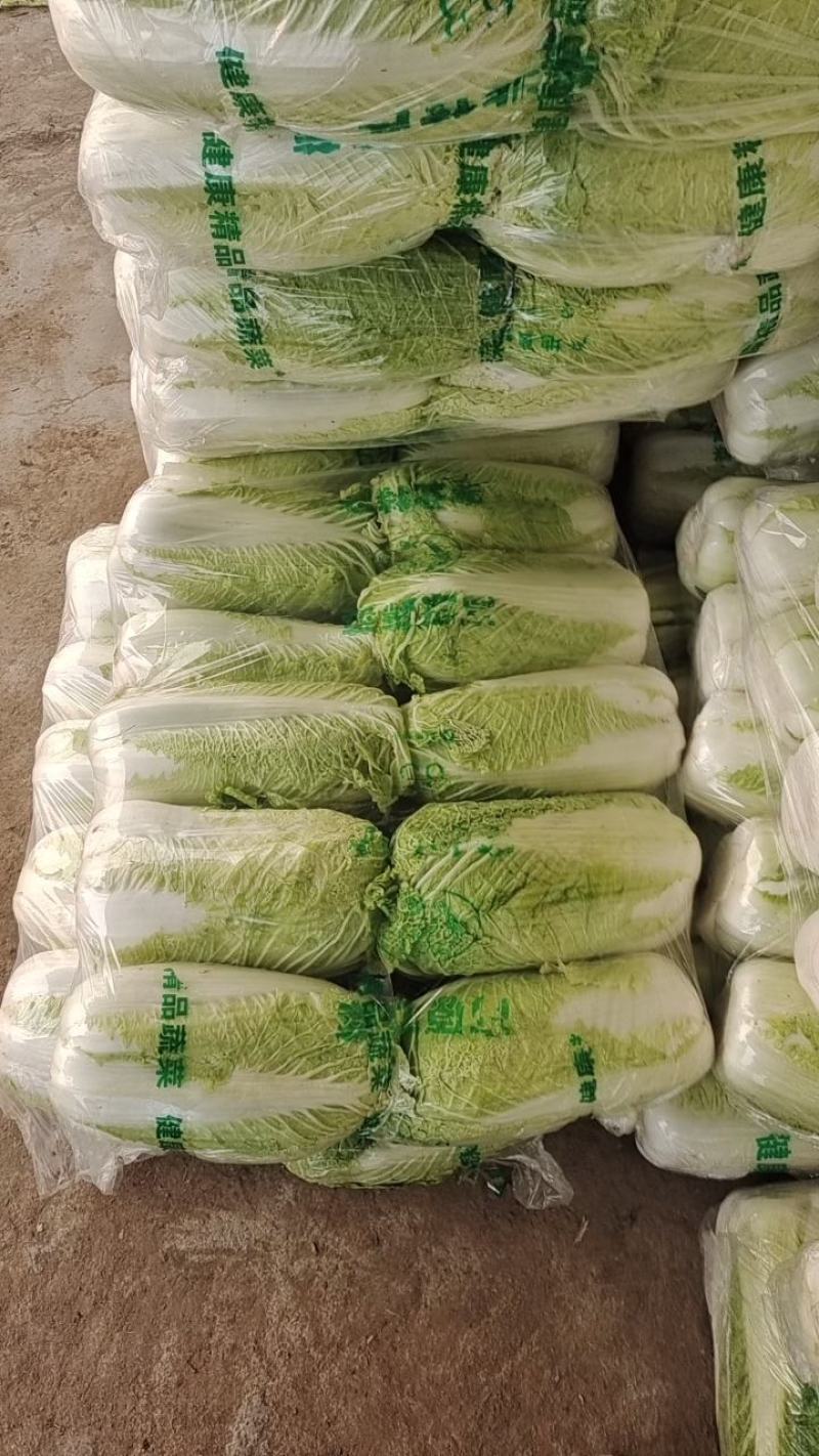 山平阴北京新三号大白菜冷库储存大量出库，质量好，无烧心