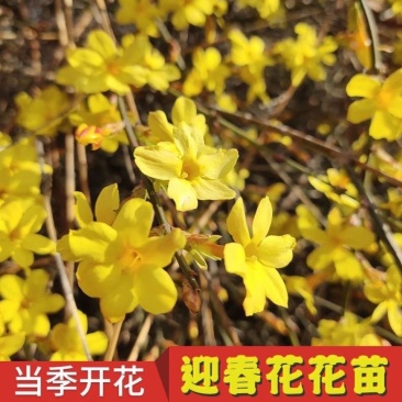 耐寒迎春花树苗盆景探春花庭院盆栽攀援爬藤垂吊类花卉报春花