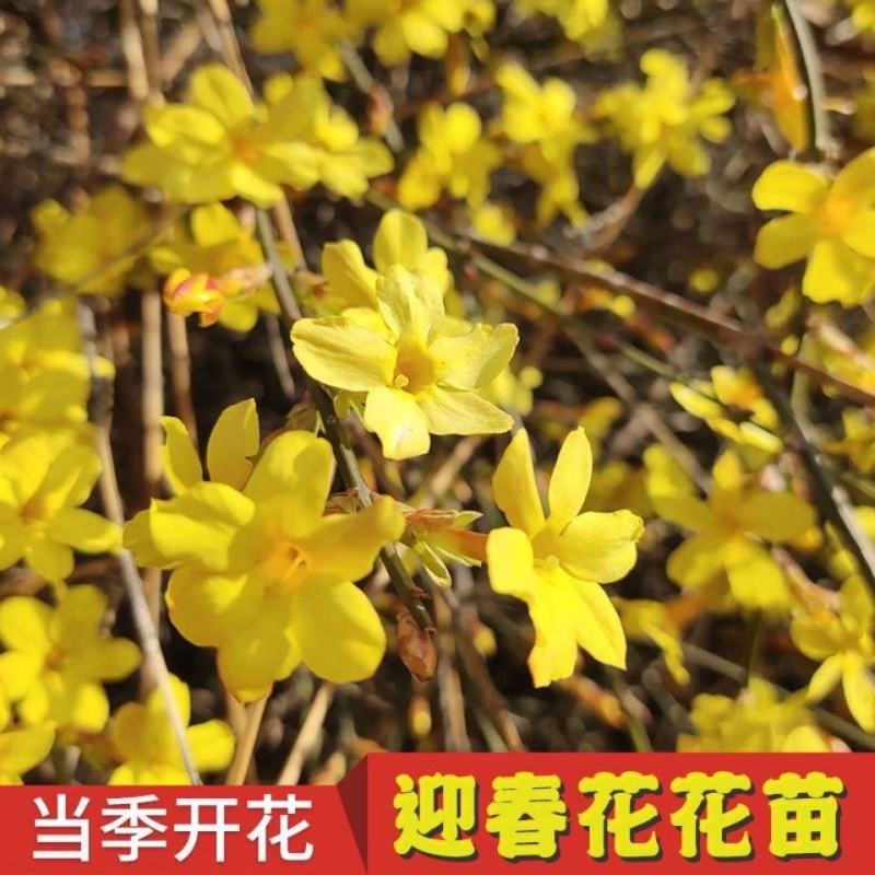 耐寒迎春花树苗盆景探春花庭院盆栽攀援爬藤垂吊类花卉报春花