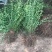 耐寒迎春花树苗盆景探春花庭院盆栽攀援爬藤垂吊类花卉报春花