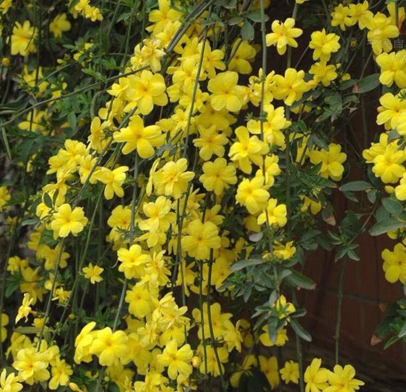 耐寒迎春花树苗盆景探春花庭院盆栽攀援爬藤垂吊类花卉报春花