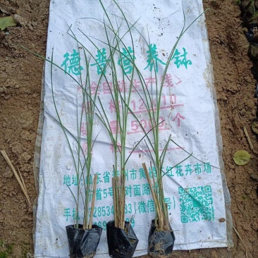 细叶芒，，产地一手货源，一条龙服务，质量保证，欢迎来电