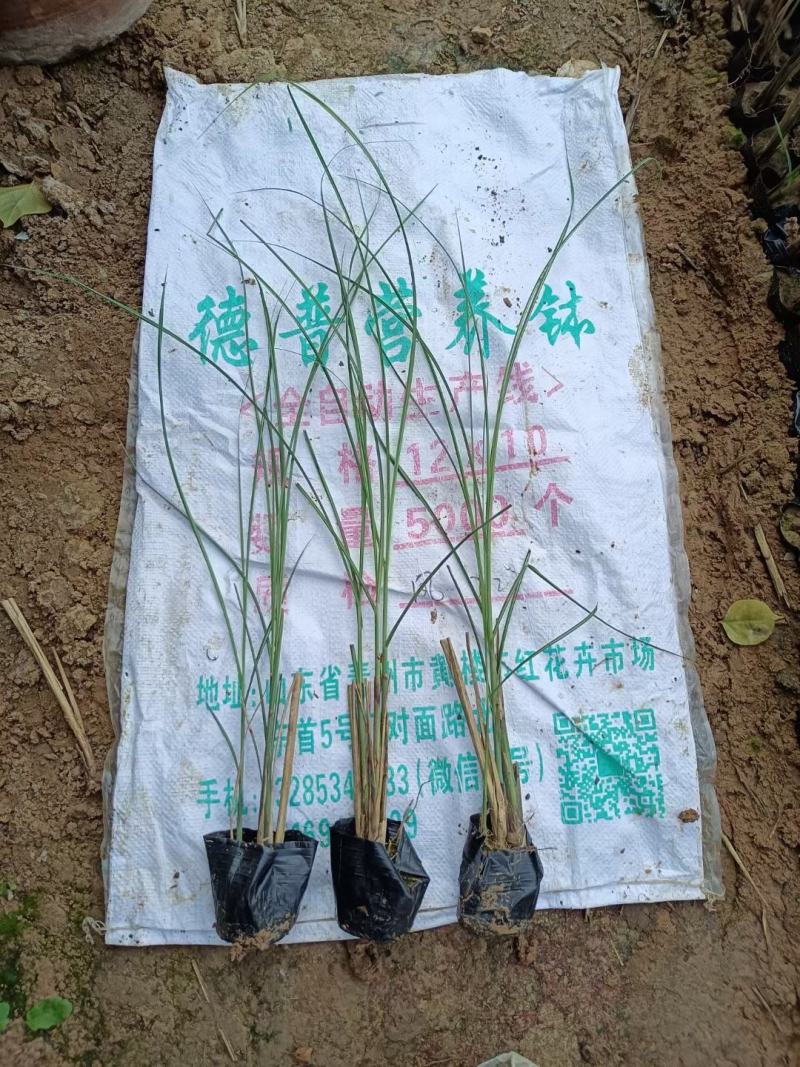 细叶芒，，产地一手货源，一条龙服务，质量保证，欢迎来电