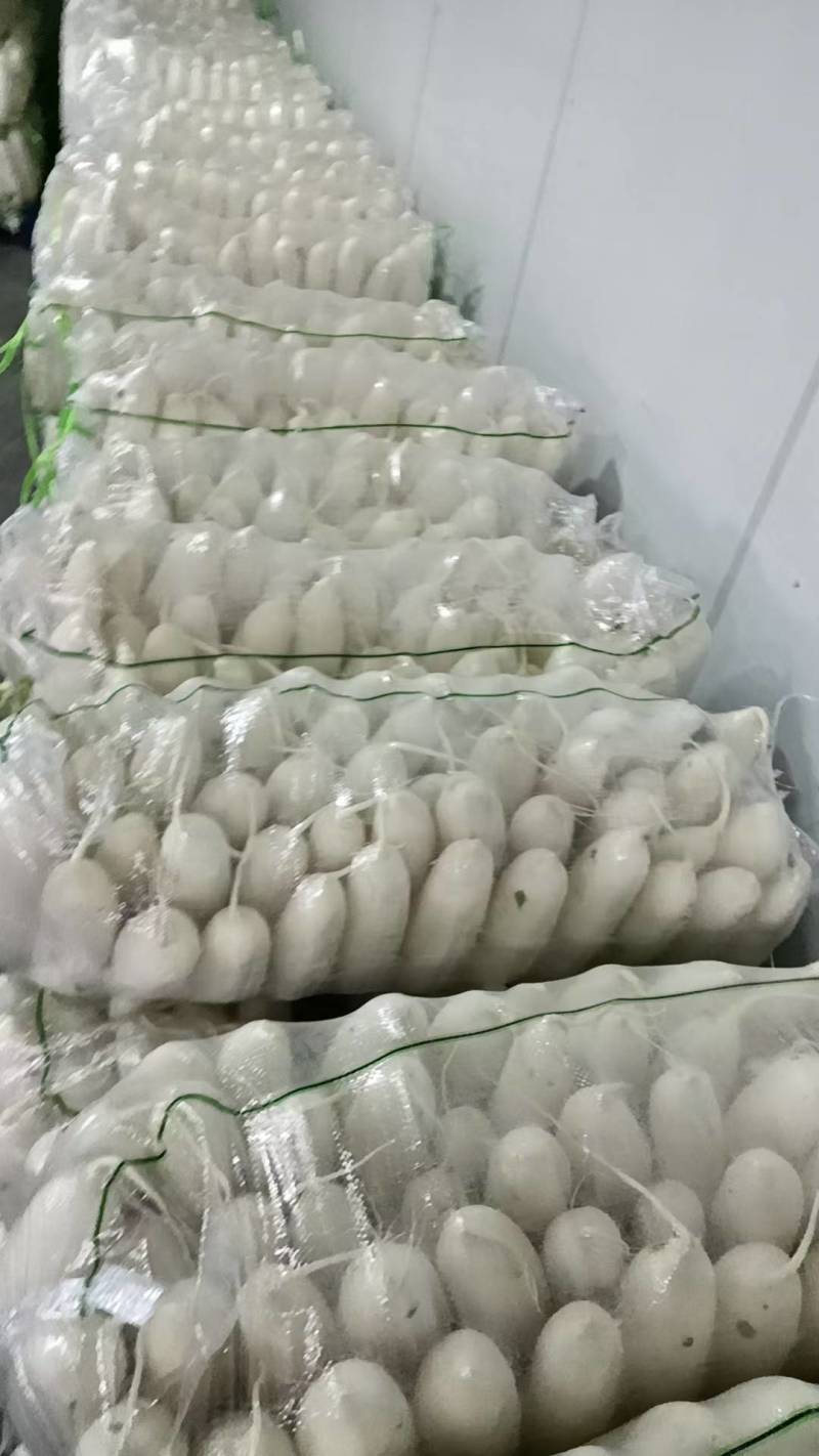 湖北荆门精品白萝卜，商超市场电商有货！保质保量欢迎电联