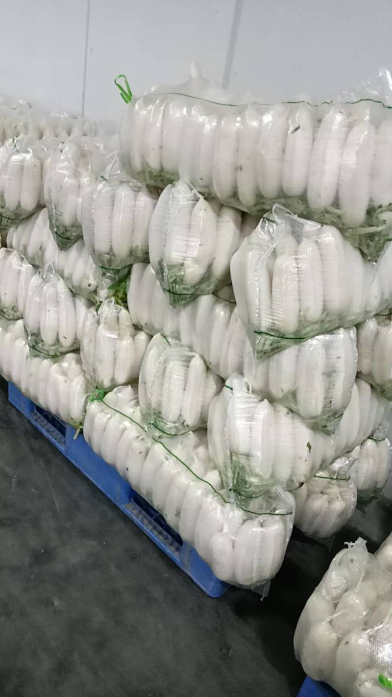 湖北荆门精品白萝卜，商超市场电商有货！保质保量欢迎电联