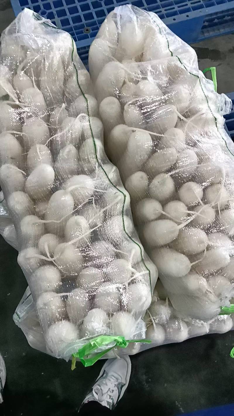 湖北荆门精品白萝卜，商超市场电商有货！保质保量欢迎电联