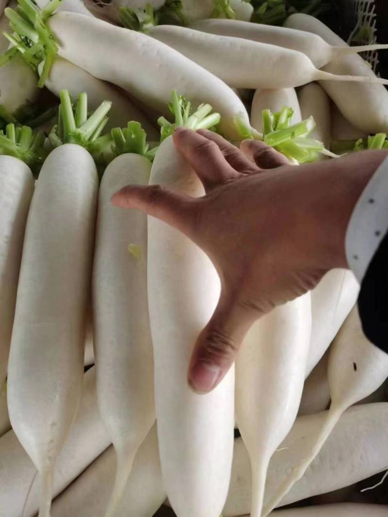 湖北荆门精品白萝卜，商超市场电商有货！保质保量欢迎电联