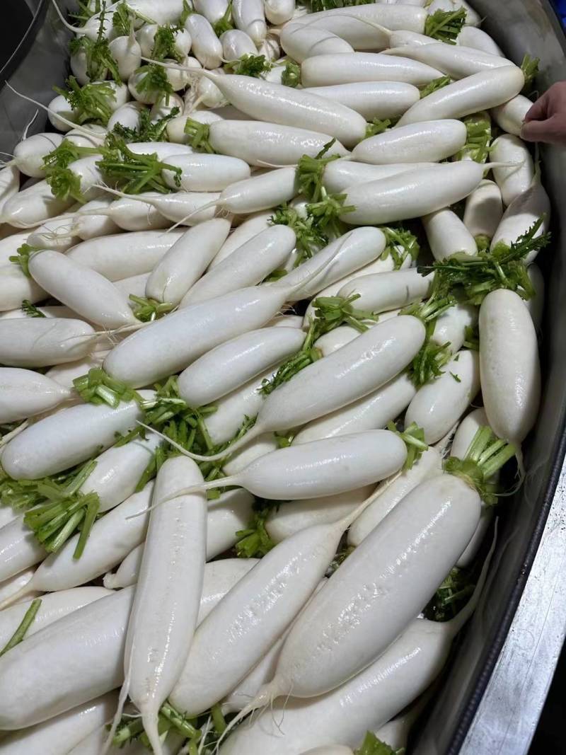 湖北荆门精品白萝卜，商超市场电商有货！保质保量欢迎电联