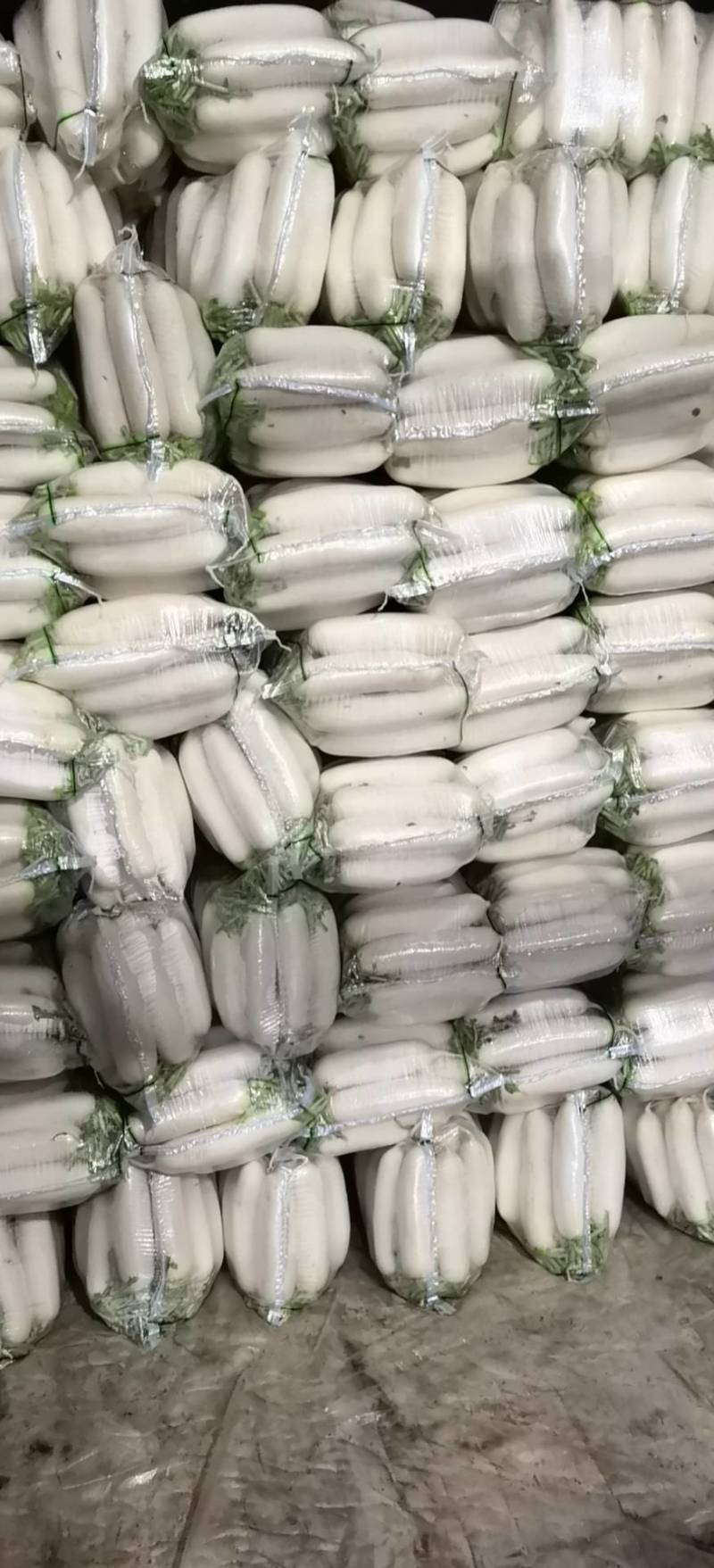 湖北荆门精品白萝卜，商超市场电商有货！保质保量欢迎电联