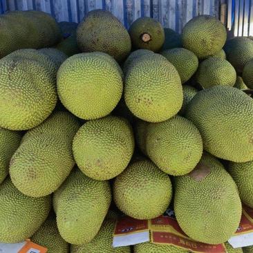 海南马来西亚一号菠萝蜜一手货源实力代发