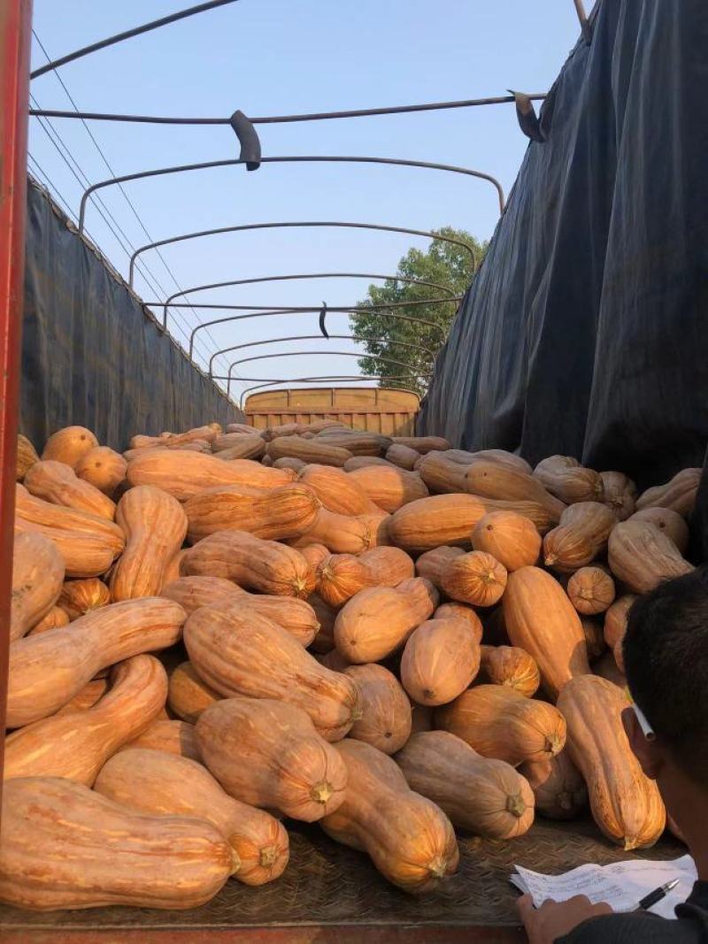全黄老南瓜y金韩蜜本南瓜全粉电商南瓜食品加工厂养殖场南瓜