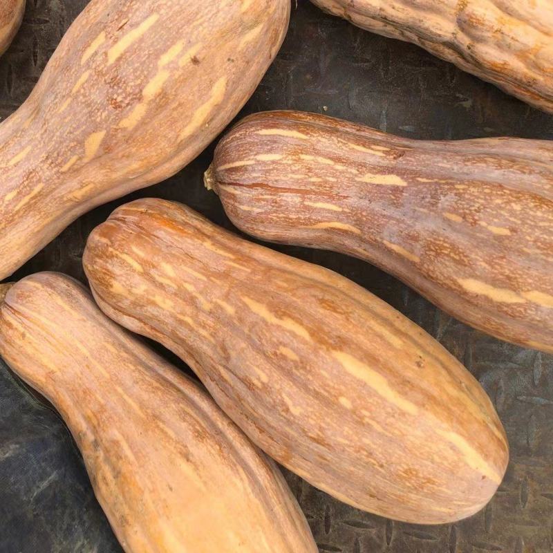 全黄老南瓜y金韩蜜本南瓜全粉电商南瓜食品加工厂养殖场南瓜