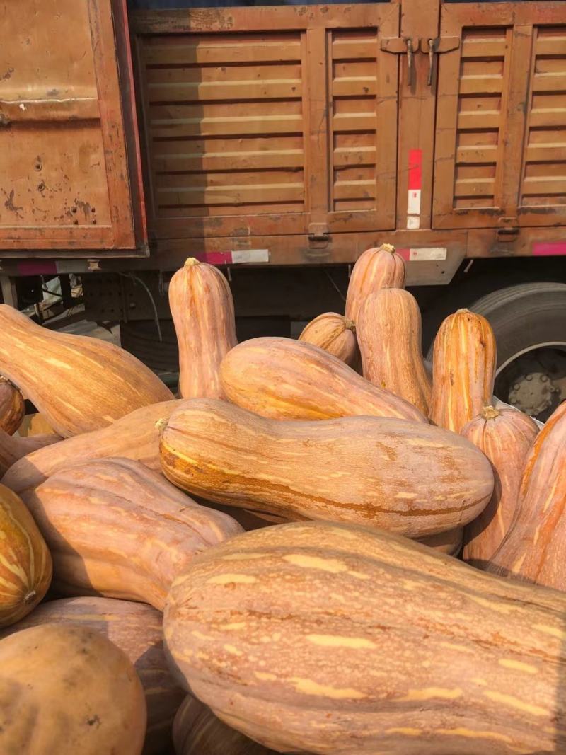 全黄老南瓜y金韩蜜本南瓜全粉电商南瓜食品加工厂养殖场南瓜